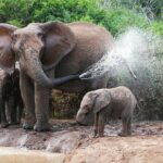 तराई वन प्रभाग की पतरामपुर रेंज में कच्चे ओर पक्के 15 वाटर हाल बनाये